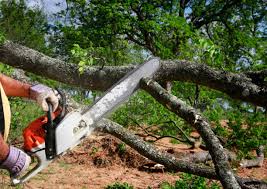 Best Storm Damage Tree Cleanup  in View Park Windsor Hills, CA