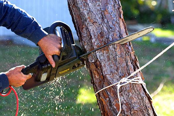 Best Commercial Tree Services  in View Park Windsor Hills, CA