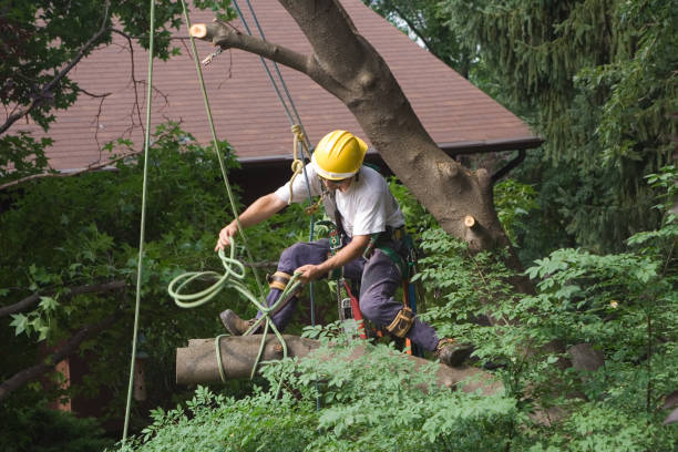 Best Tree Cabling and Bracing  in View Park Windsor Hills, CA