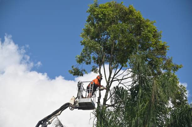 Professional Tree Services in View Park Windsor Hills, CA