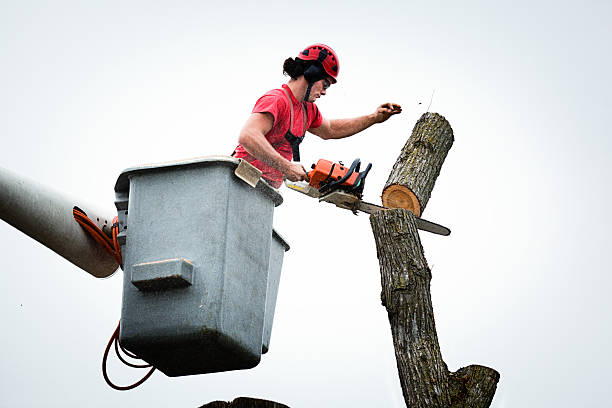 Best Tree Trimming and Pruning  in View Park Windsor Hills, CA