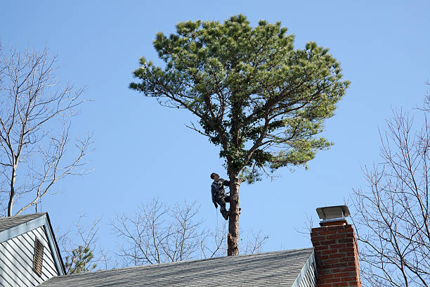 Best Hazardous Tree Removal  in View Park Windsor Hills, CA