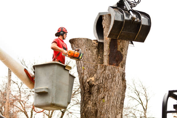 Best Firewood Processing and Delivery  in View Park Windsor Hills, CA