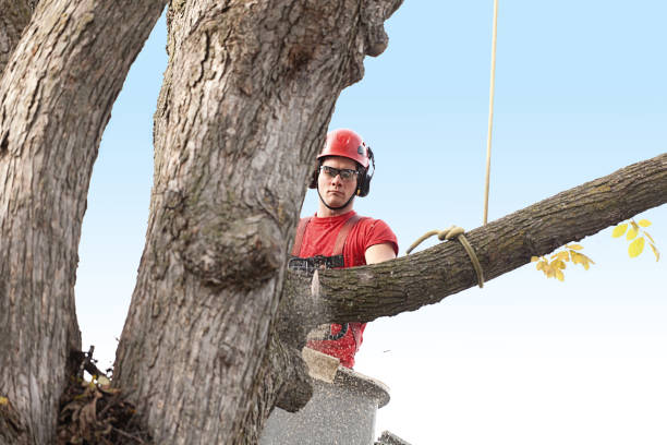 Best Emergency Tree Removal  in View Park Windsor Hills, CA